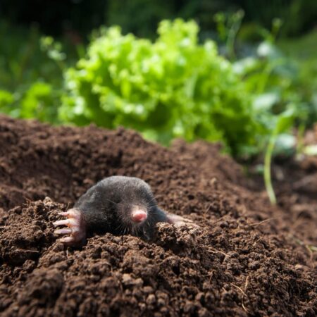 Objavte tajomstvá odborníkov: 7 účinných metód, ako zastaviť krtkov vo vašej záhrade
