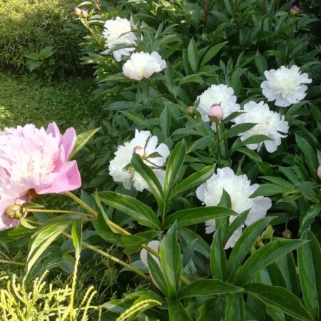 Pestovanie pivónií: Rady a tipy pre krásnu záhradu