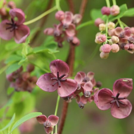 Pestovanie akébie a jej využitie