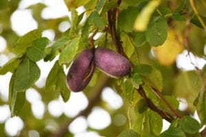 Pestovanie Akébie: Exotické ovocie pre krásu a zdravie
