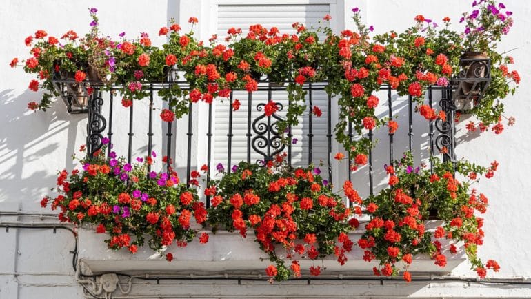 Ideálne rastliny pre slnečný balkón: Doprajte si farbu a živosť