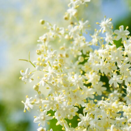 Kvitnúce biele kvety bazy čiernej na zelenom pozadí.