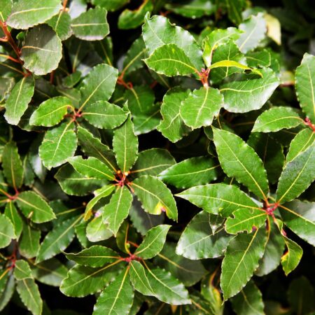 Bobkový list pestovanie a všetko čo treba vedieť