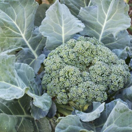 Brokolica a jej skvelé účinky na naše zdravie