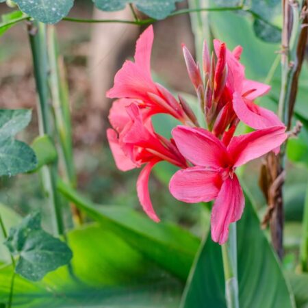 Najlepšie rastliny na vašu terasu, kana indická