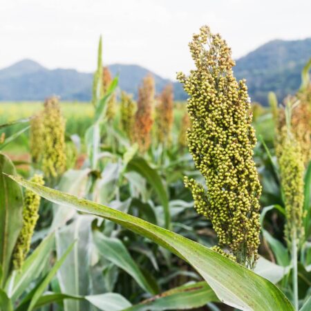 Krok za krokom, ako pestovať cirok