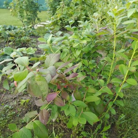 Starostlivosť o čučoriedku v záhrade, tu sú dobré rady