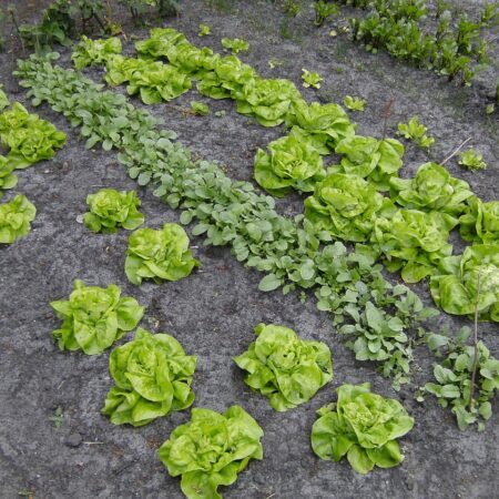 Záhrada. Mája v záhrade a všetko, čo treba urobiť