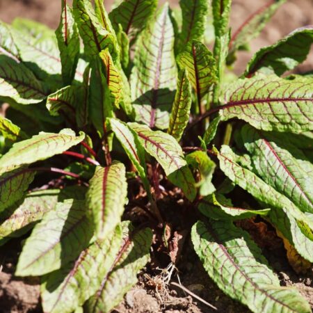 Mangold: Zdravotné výhody a tipy na pestovanie tejto superpotraviny