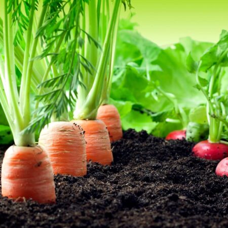 Zelenina, ktorá rastie rýchlo, chystáte sa ju sadiť?