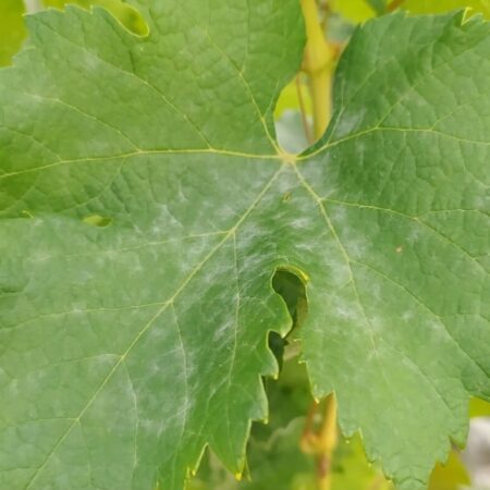 Ako sa zbaviť múčnatky