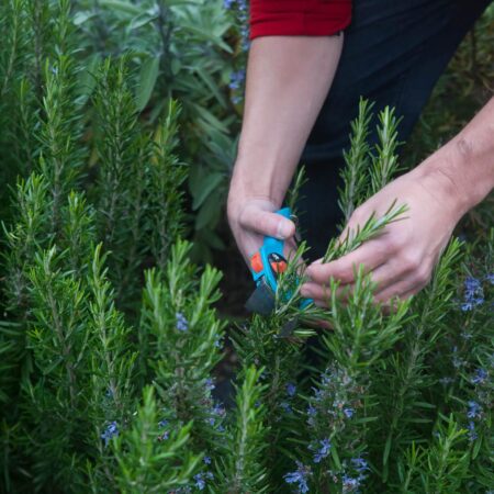 Ako a kedy orezávať bylinky, pozor na tieto chyby