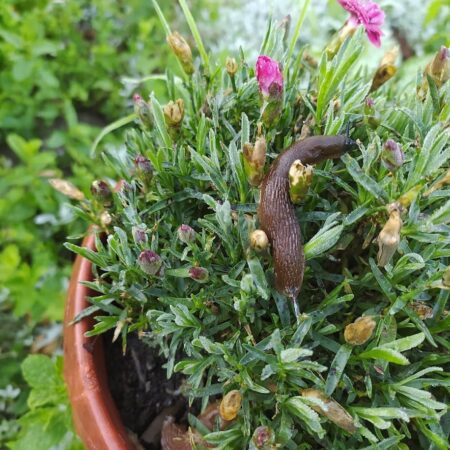 Slimáky v záhrade? Takto sa ich môžete zbaviť