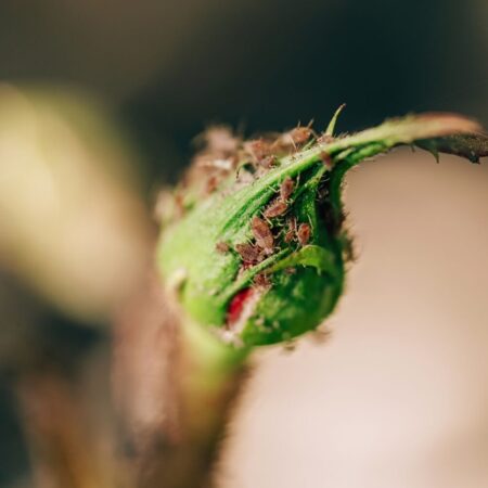 Ako si vyrobiť domáci sprej na boj proti voškám