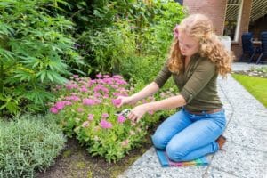 Okrasná záhrada v máji: Praktické rady a úlohy