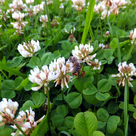 Včela na kvetoch ďateliny na zelenom trávniku