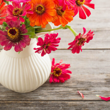 Krása vo váze: Tu sú tipy na pestovanie letničiek na rez