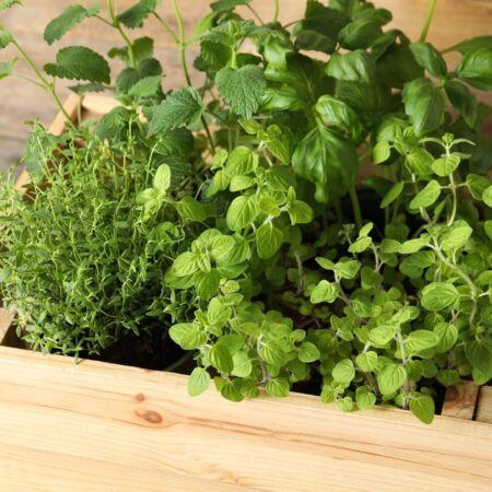 Ktoré druhy byliniek sa môžu pestovať v jednom kvetináči