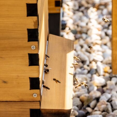 Včely v centre pozornosti: Lidl sa snaží o udržateľnejšiu budúcnosť