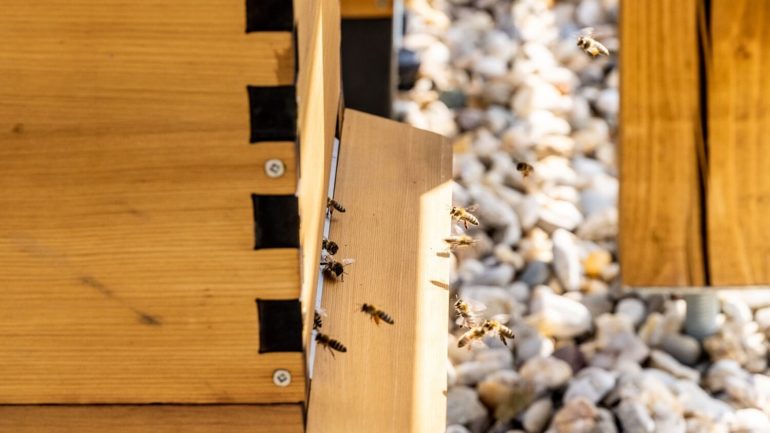 Včely v centre pozornosti: Lidl sa snaží o udržateľnejšiu budúcnosť