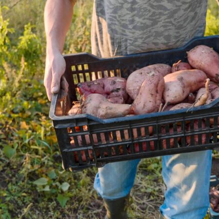 Batáty a ich škodcovia a choroby, ktoré ich ohrozujú