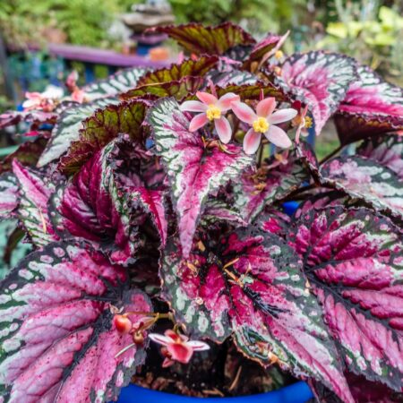 Oživte váš domov s pestrofarebnými listami, tu sú tipy