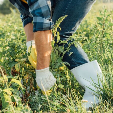 Čo burina prezrádza o našej pôde v záhrade
