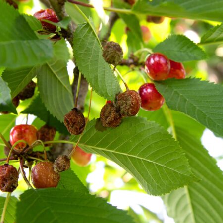 Najčastejšie choroby čerešní a ako proti nim bojovať