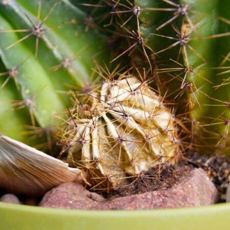 Choroby a škodcovia ohrozujúce kaktusy a sukulenty