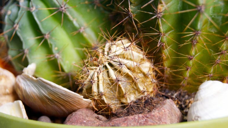 Choroby a škodcovia ohrozujúce kaktusy a sukulenty