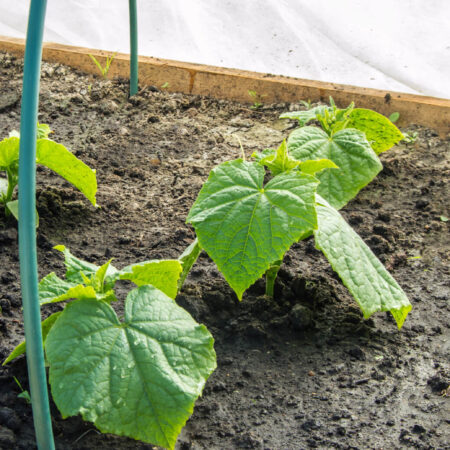 Ako pestovať a starať sa o citrónové uhorky