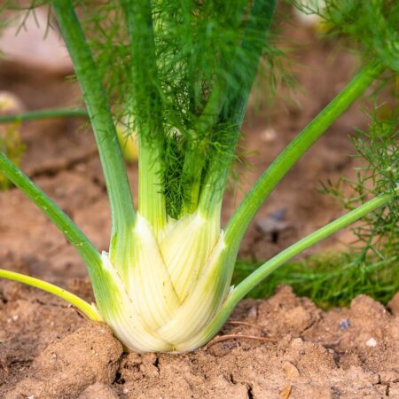 Ktoré vône z vašej záhrady či kuchyne liečia? Časť II.