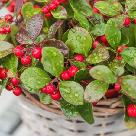 Gaultéria: Exotická rastlina s mnohými výhodami pre pestovateľov