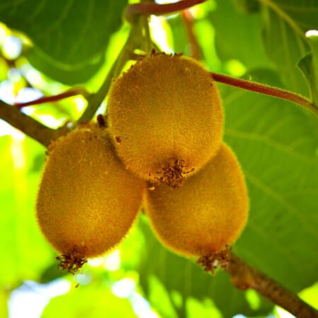 Vypestujte si vlastné kivi: Manuál, ako na to