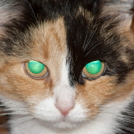 Tajomstvo svietiacich očí mačiek: Prečo sa v tme menia na divadelné scény
