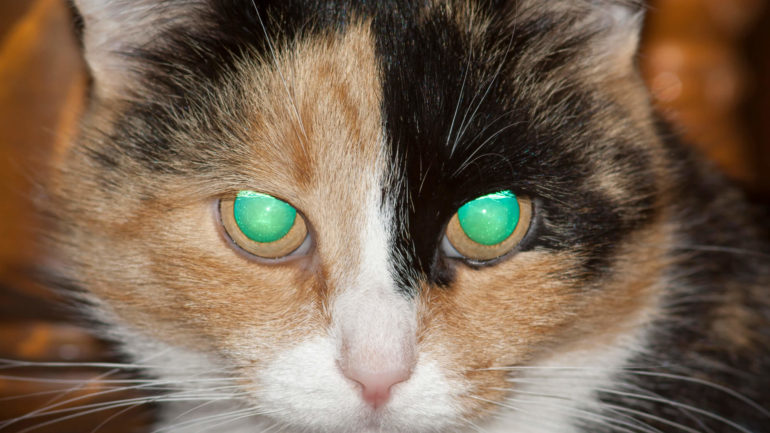 Tajomstvo svietiacich očí mačiek: Prečo sa v tme menia na divadelné scény