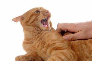 agresívna mačka vrčí na majiteľa