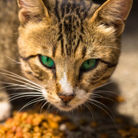 7 znakov, že vás vaša mačka "podvádza"