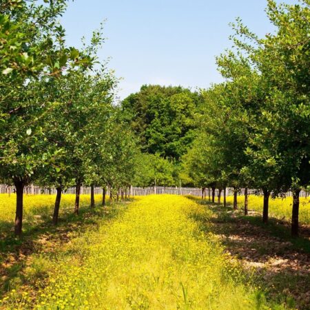 Prečo ovocné stromy nerodia? Tu sú najčastejšie príčiny