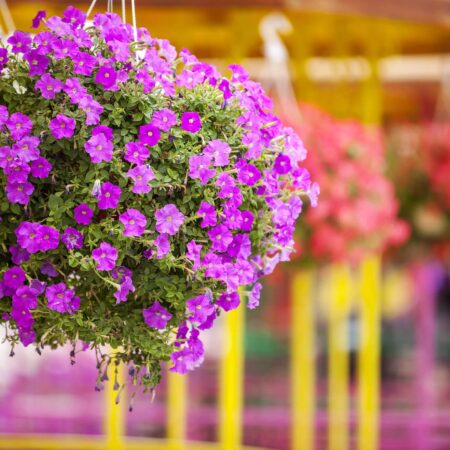 Ktoré kvety sa hodia do závesných kvetináčov