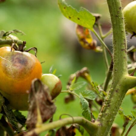 Škvrny na paradajkách: Príčiny a účinné spôsoby boja