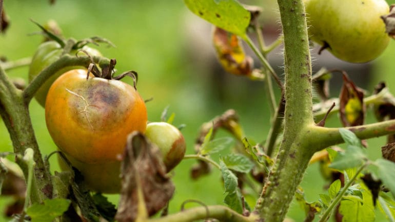 Škvrny na paradajkách: Príčiny a účinné spôsoby boja