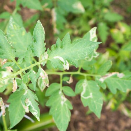 Dajte pozor na tieto choroby a škodce na zelenine.