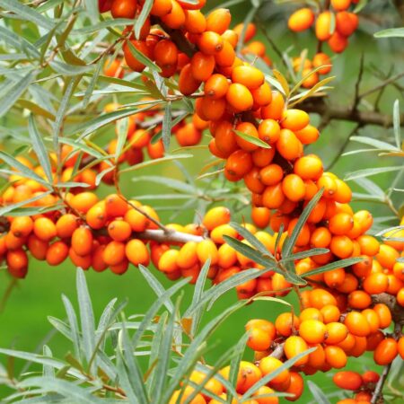 Aké odrody rakytníka pestovať na záhrade