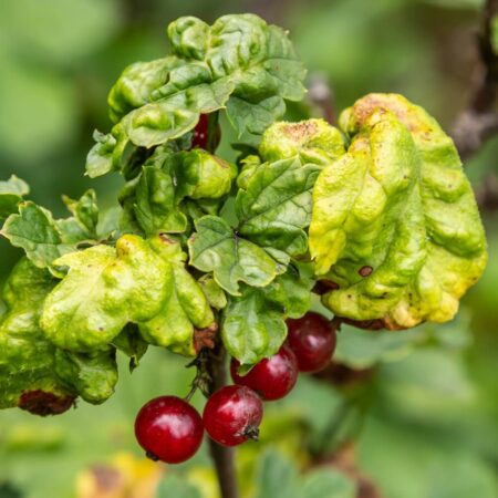 Najbežnejšie choroby a škodce ríbezlí a egrešov