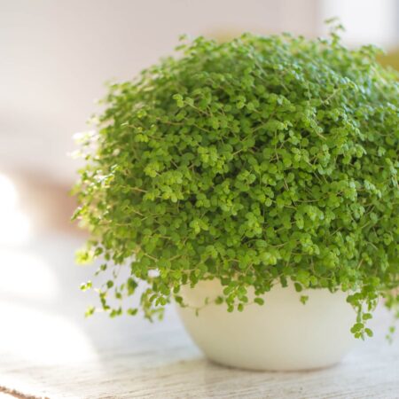 Tieto izbovky chránia pred negatívnou energiou