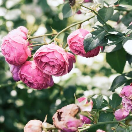 Nepriatelia ruží, takto budú vaše krásky prekvitať