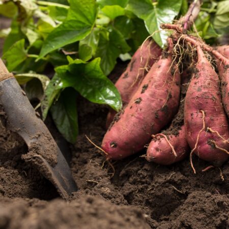 Pestovanie sladkých zemiakov: Praktický sprievodca