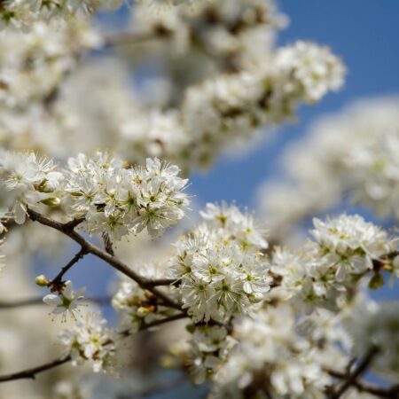 Ako pestovať slivku trnkovú na záhrade, majte vlastnú úrodu