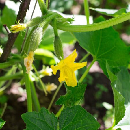 Ako predísť horkým uhorkám